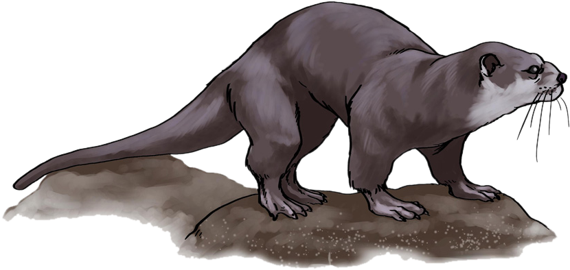 Otter Standingon Rock PNG Image