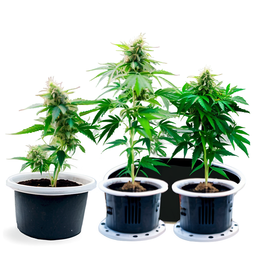 Outdoor Cannabis Farm Png Yia PNG Image