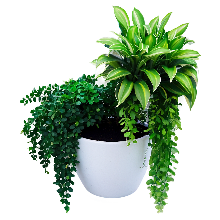 Outdoor Hanging Plant Png 05252024 PNG Image