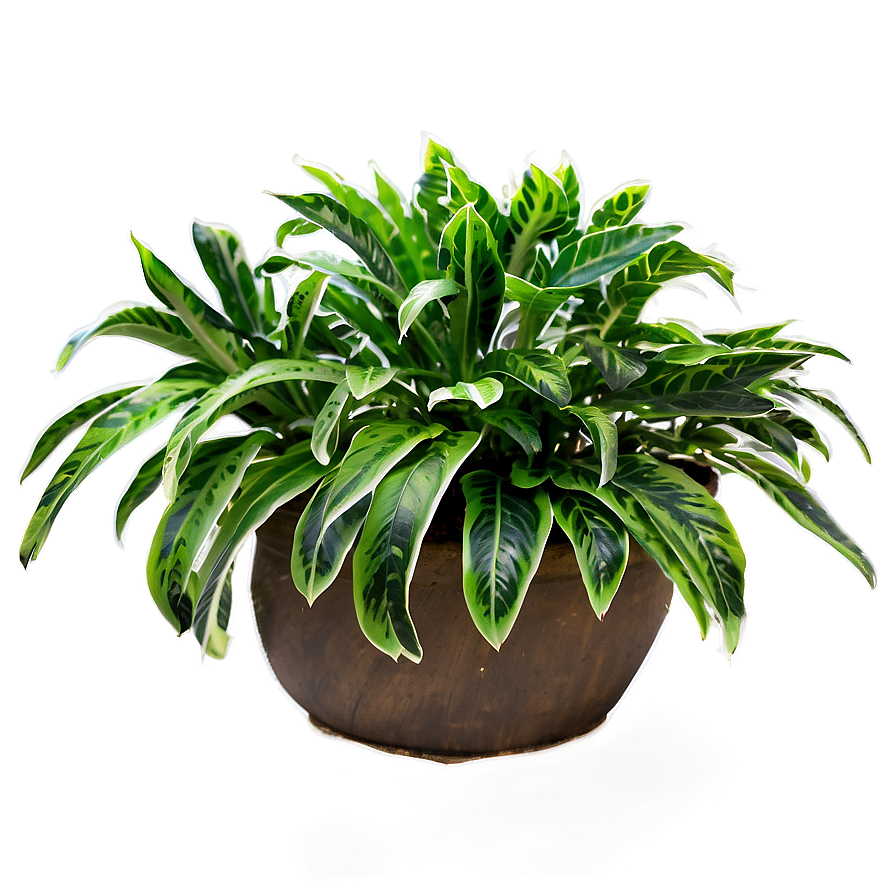 Outdoor Plants Png 05042024 PNG Image