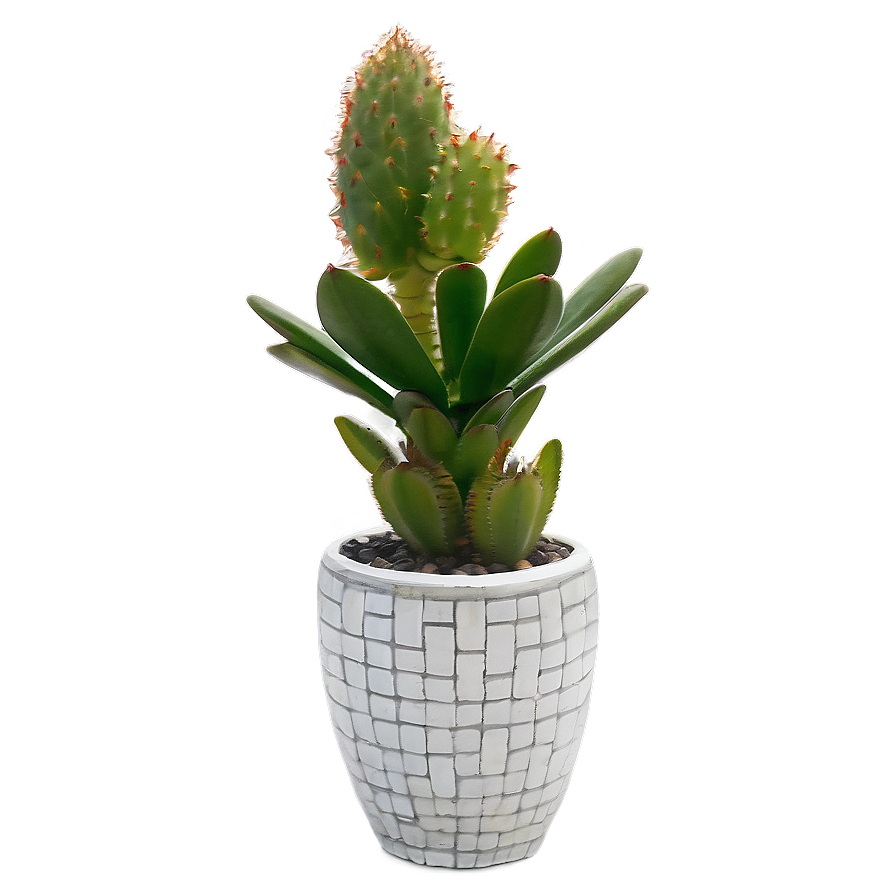 Outdoor Succulent Arrangements Png Ggi PNG Image