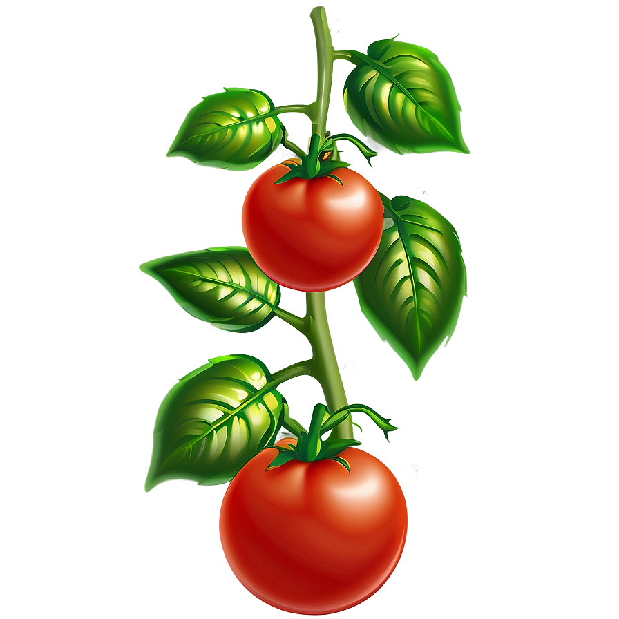 Outdoor Tomato Plant Png 96 PNG Image