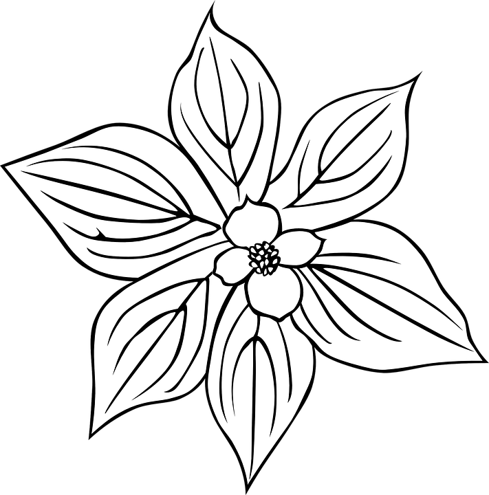 Outlined Floral Design PNG Image