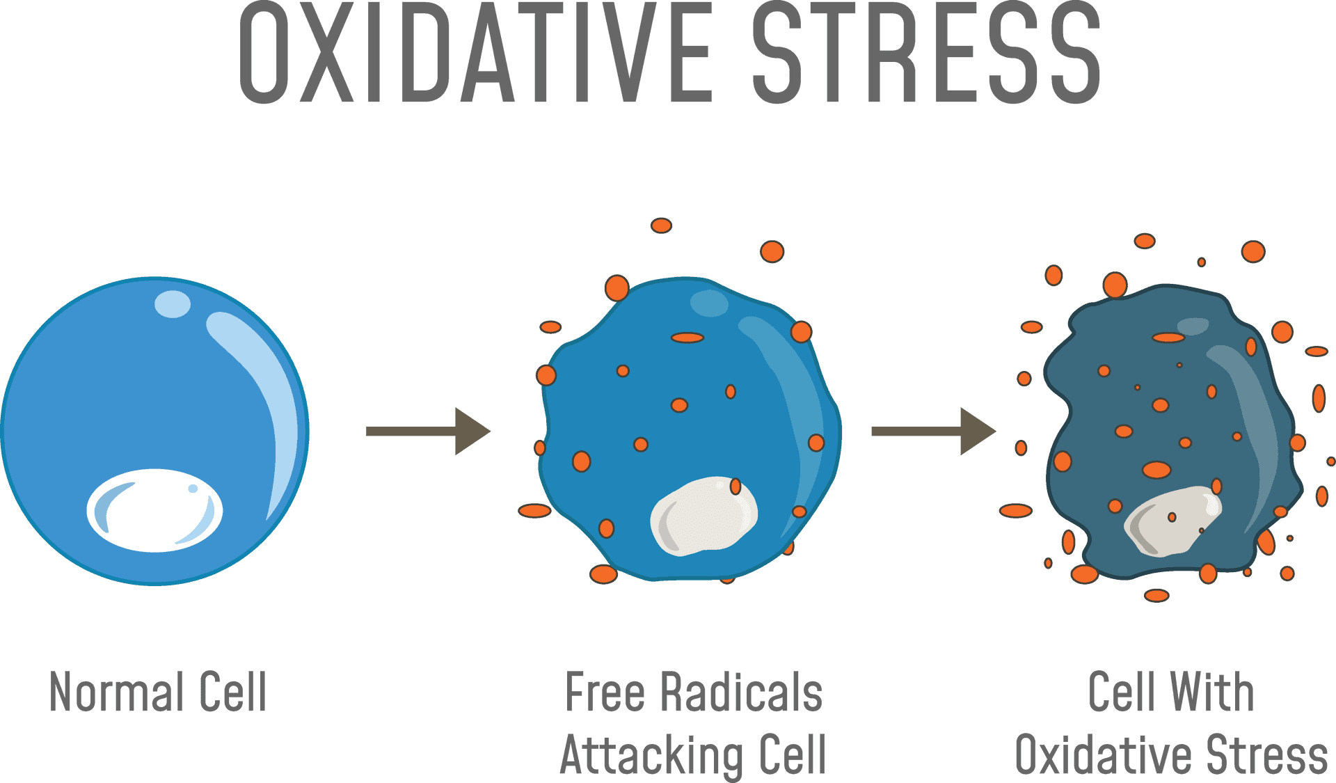 Oxidative Stress Cellular Damage Process PNG Image