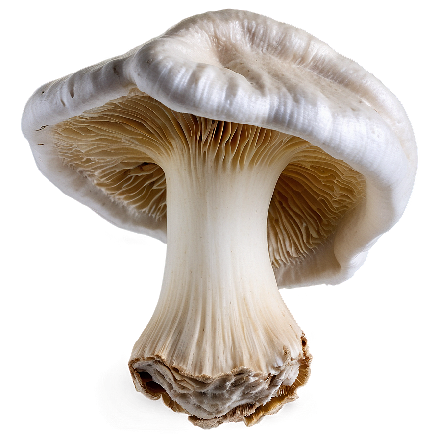 Oyster Mushrooms Png Isx PNG Image