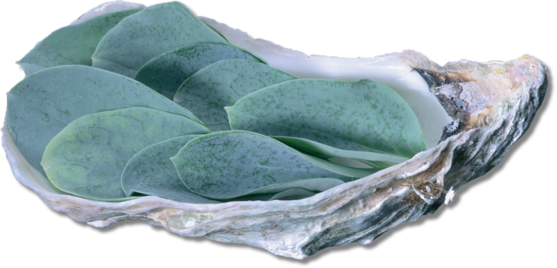 Oyster Shellwith Green Leaves PNG Image