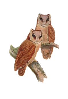 Pairof Owlson Branch PNG Image