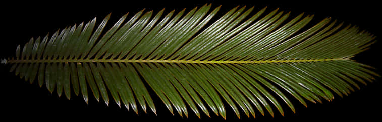 Palm Frond Black Background PNG Image