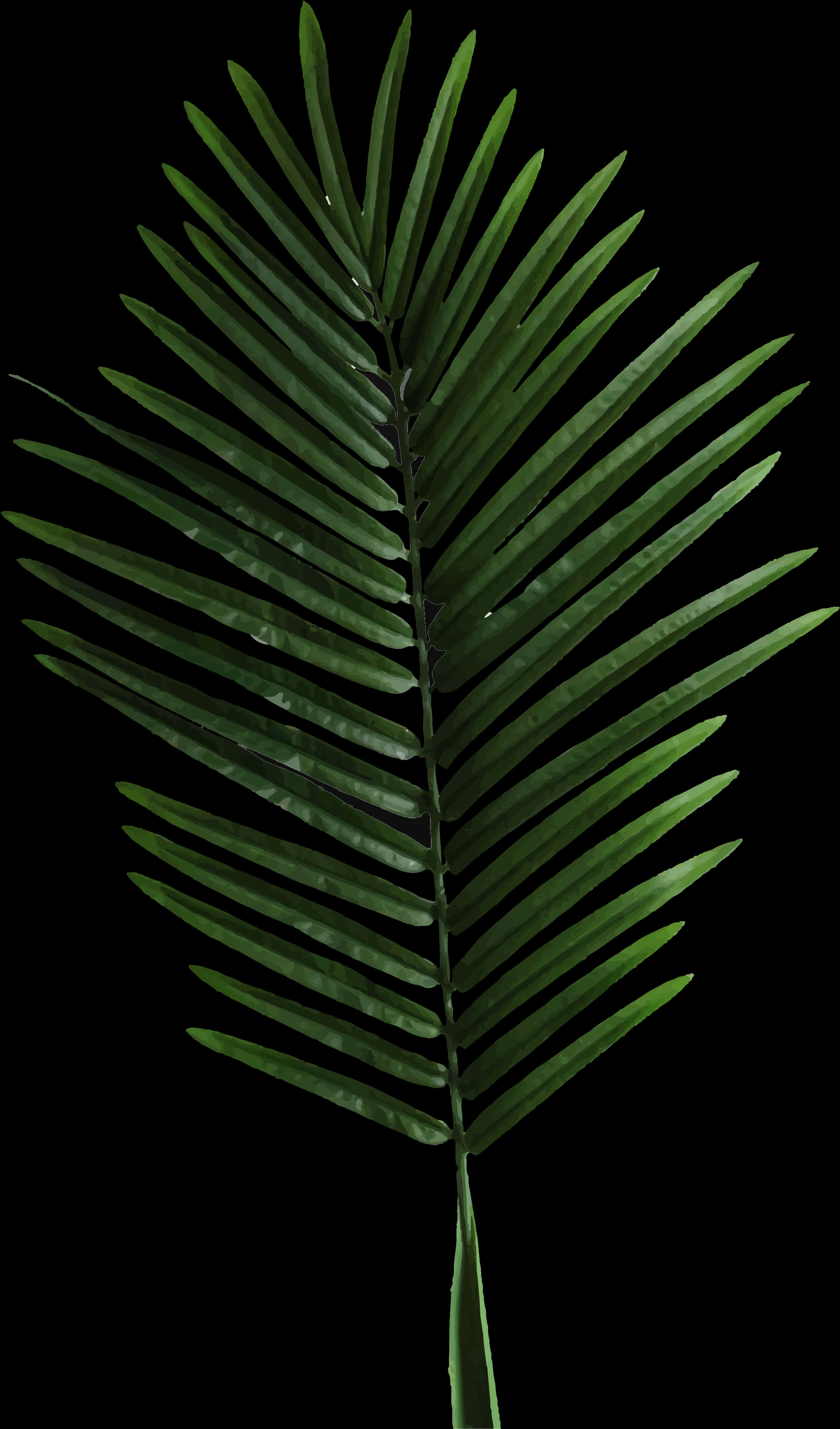 Palm Frond Isolatedon Black PNG Image