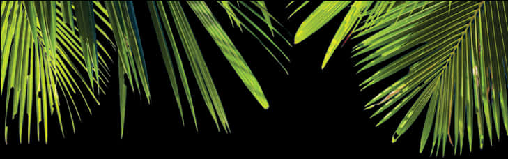 Palm Leaves Black Background PNG Image