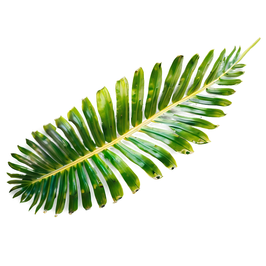 Palm Leaves Print Png Iyk57 PNG Image