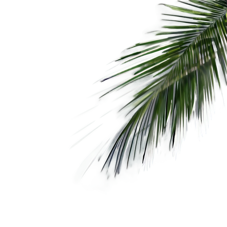 Palm Leaves Shadow Png Wkw83 PNG Image