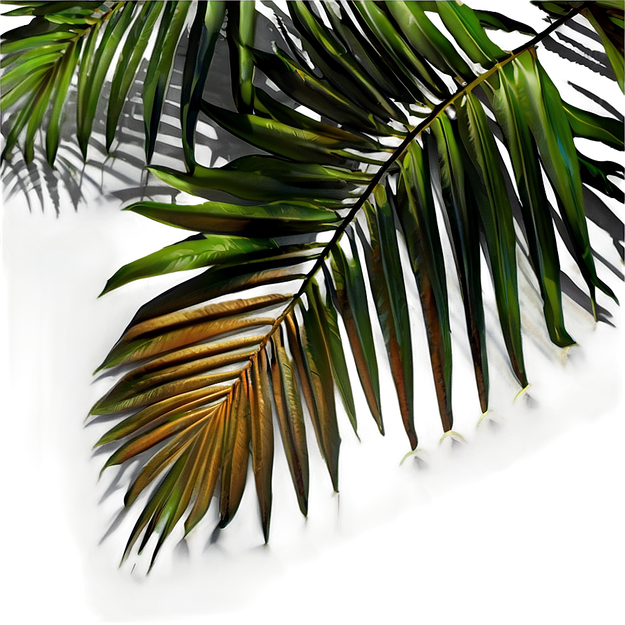 Palm Leaves Shadow Png Wos PNG Image