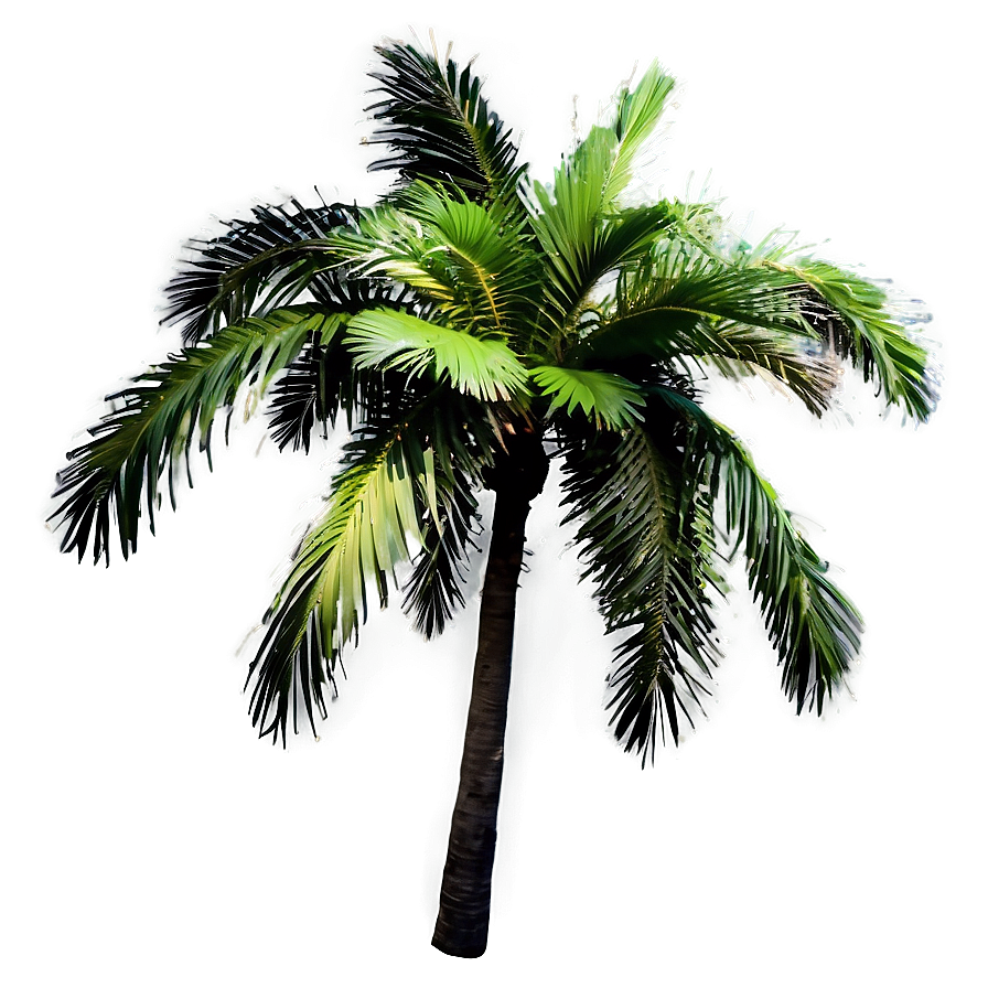 Palm Tree Oasis Png 04292024 PNG Image