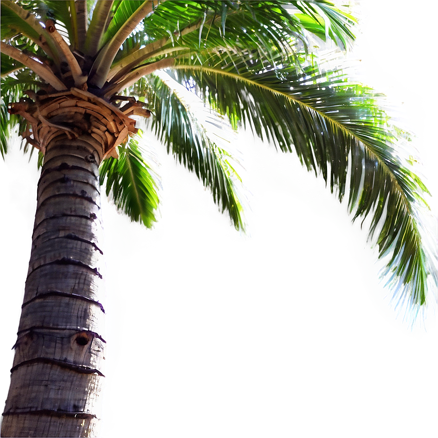 Palm Trees Clipart Png 41 PNG Image