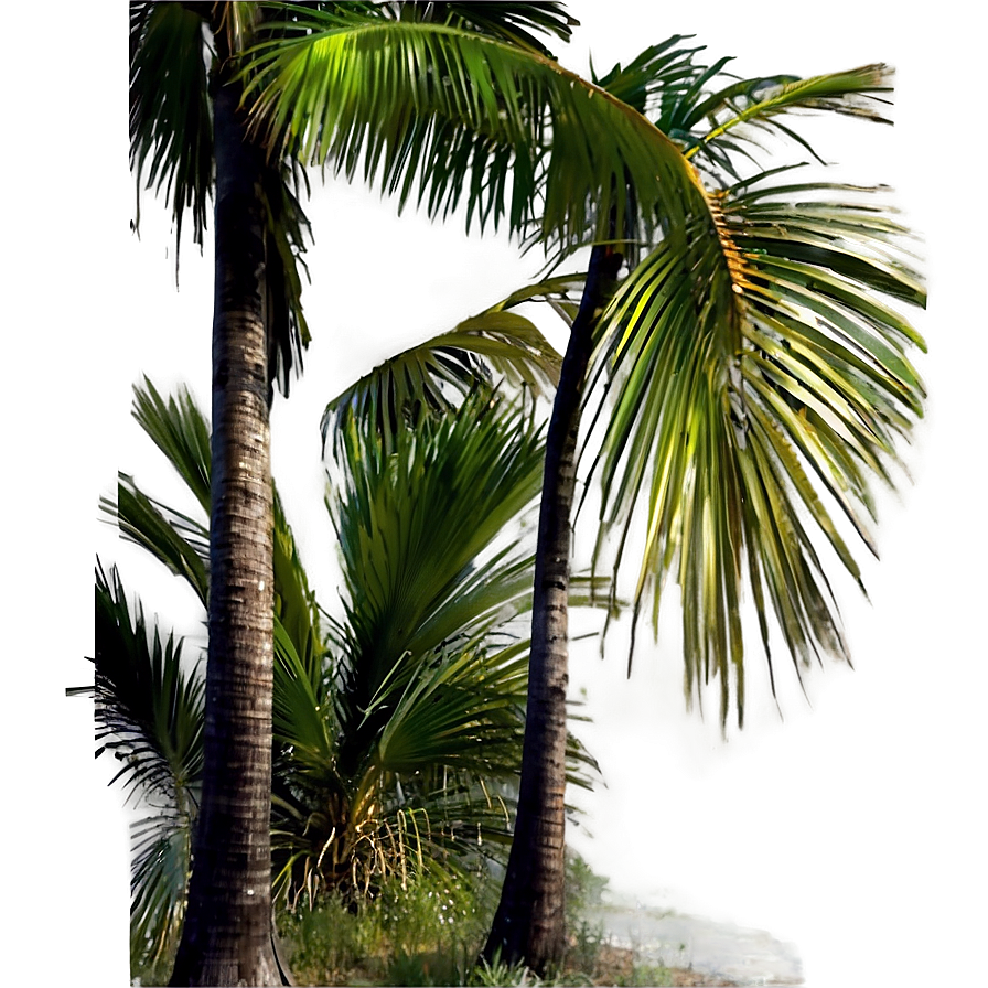 Palm Trees Landscape Png Erb PNG Image