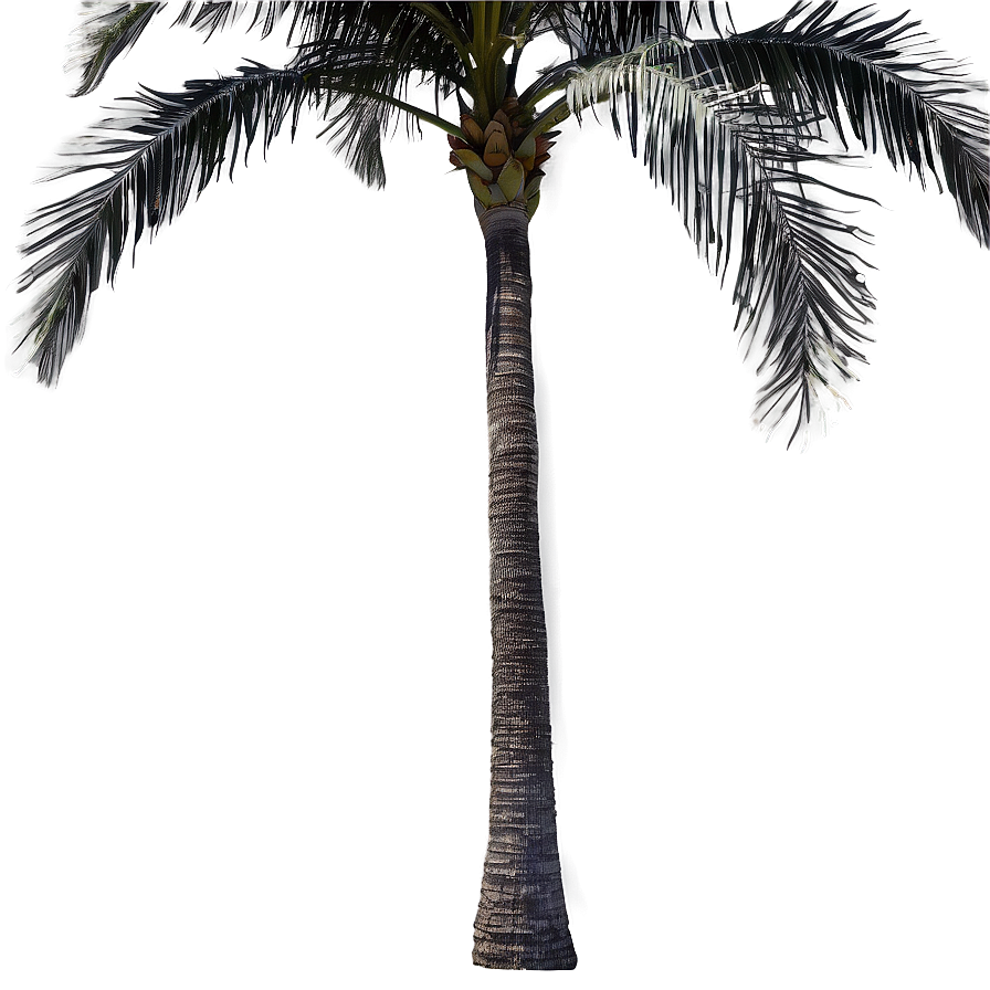 Palmera Wind Dance Png 06262024 PNG Image