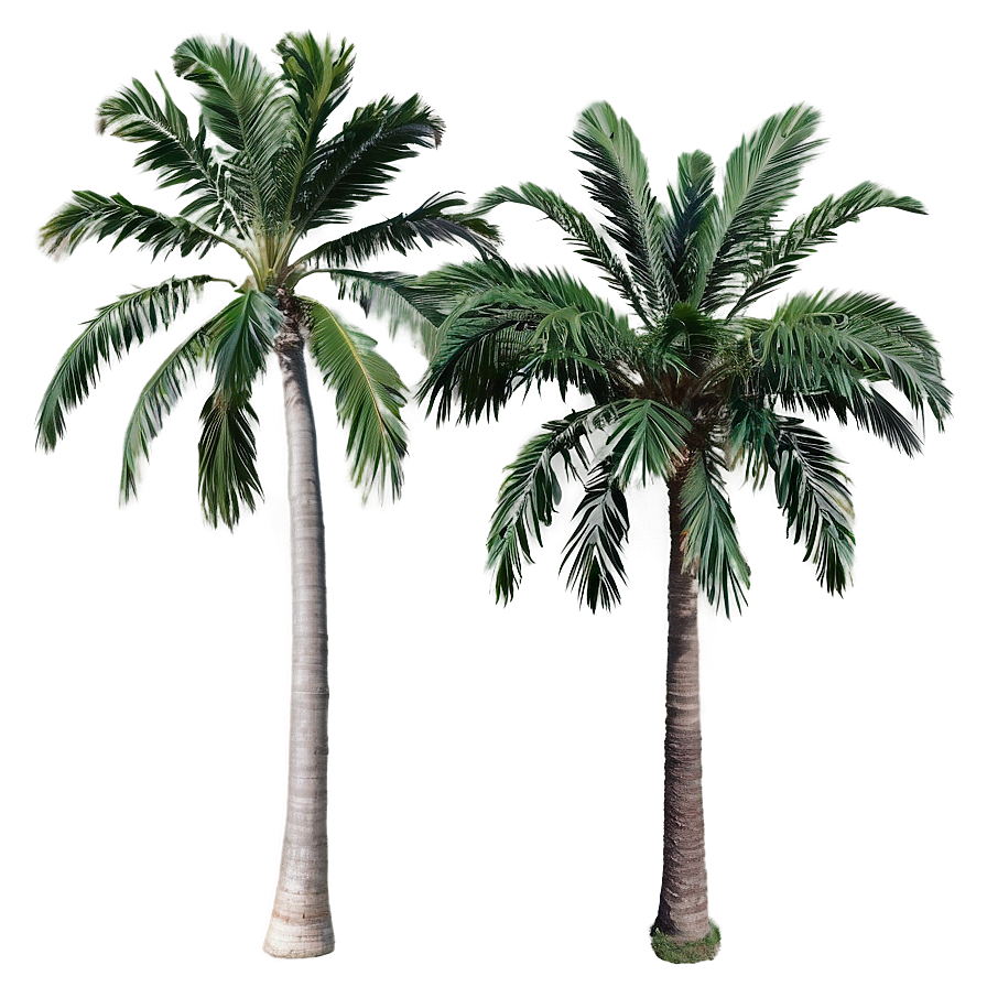 Palms A PNG Image