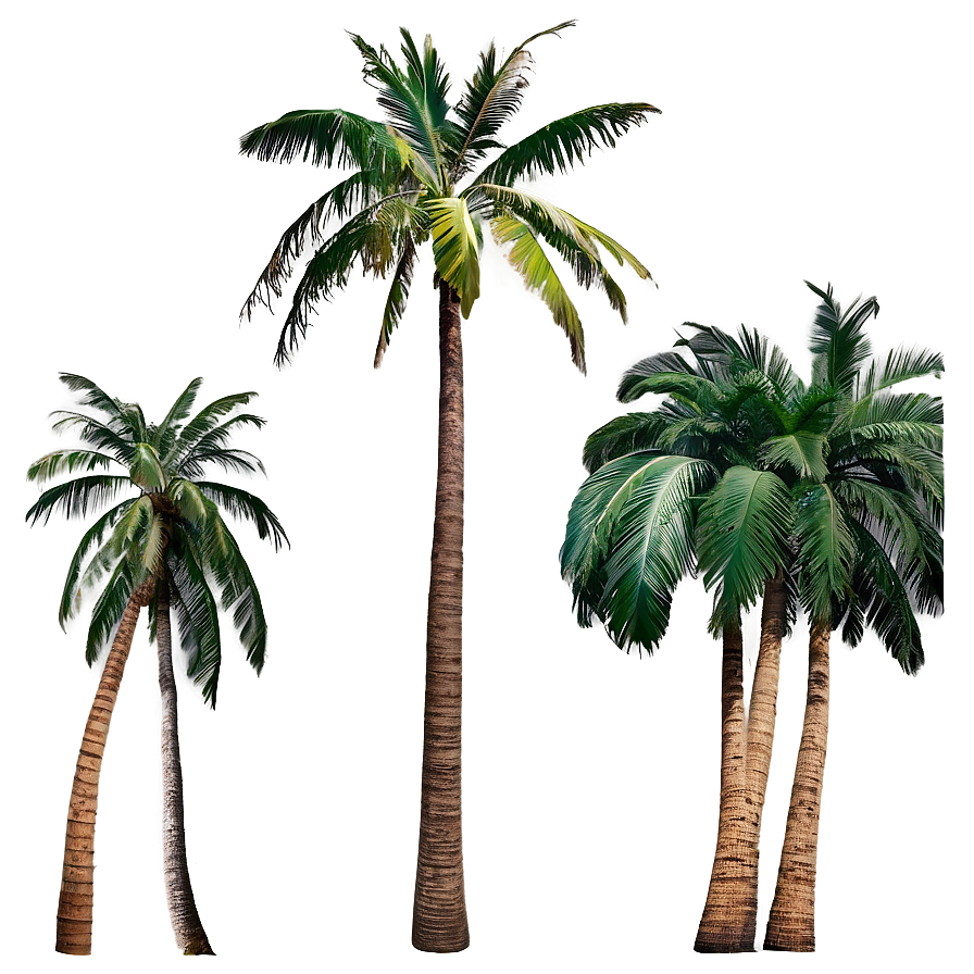 Palms On Sandy Beach Png 06112024 PNG Image