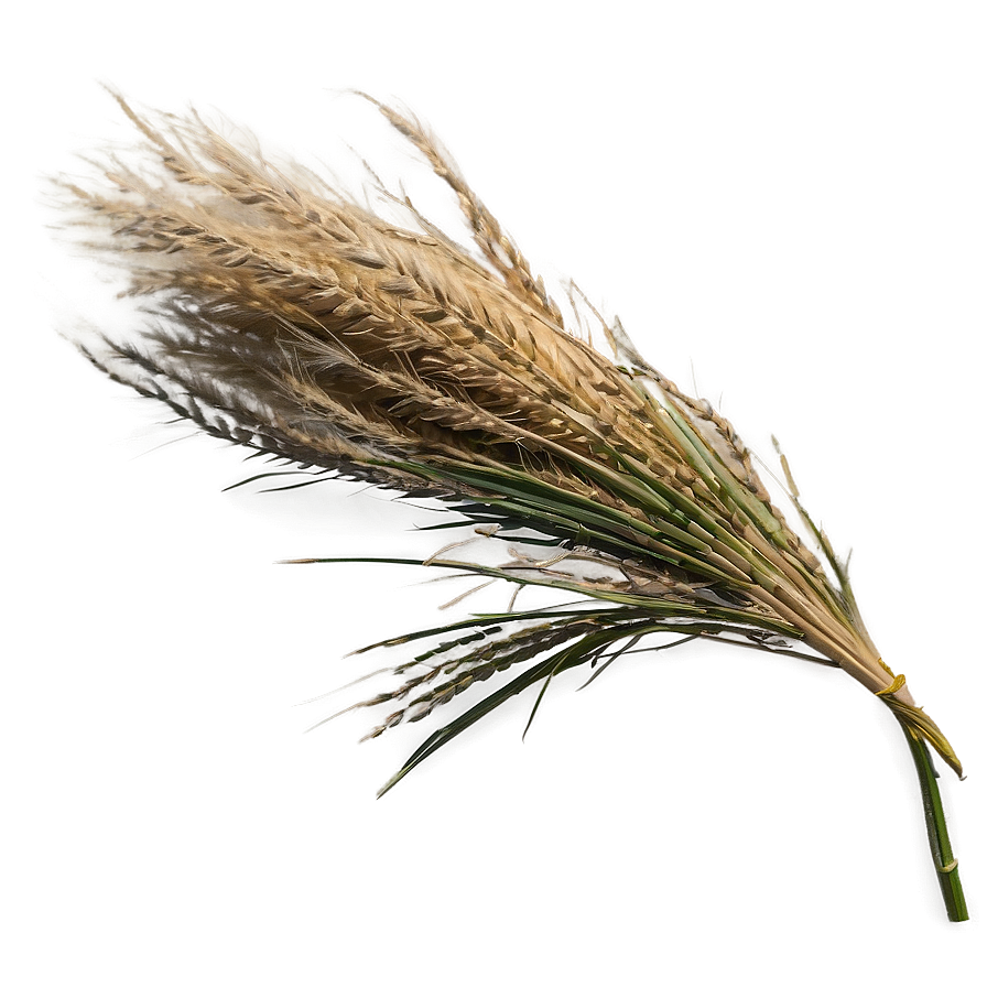 Pampas A PNG Image