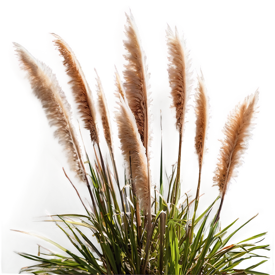 Pampas Grass Closeup Png Vgf51 PNG Image