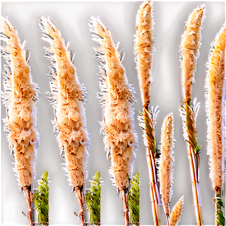 Pampas Grass Field Png 16 PNG Image