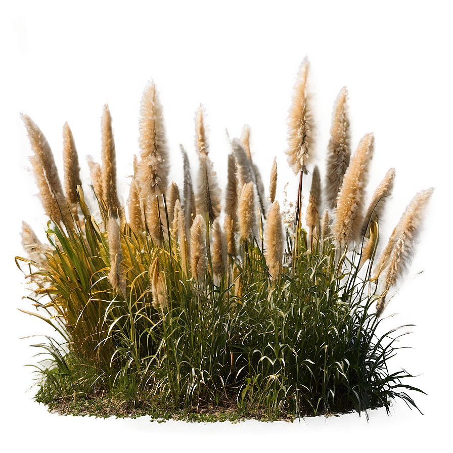 Pampas Grass Field Png 83 PNG Image