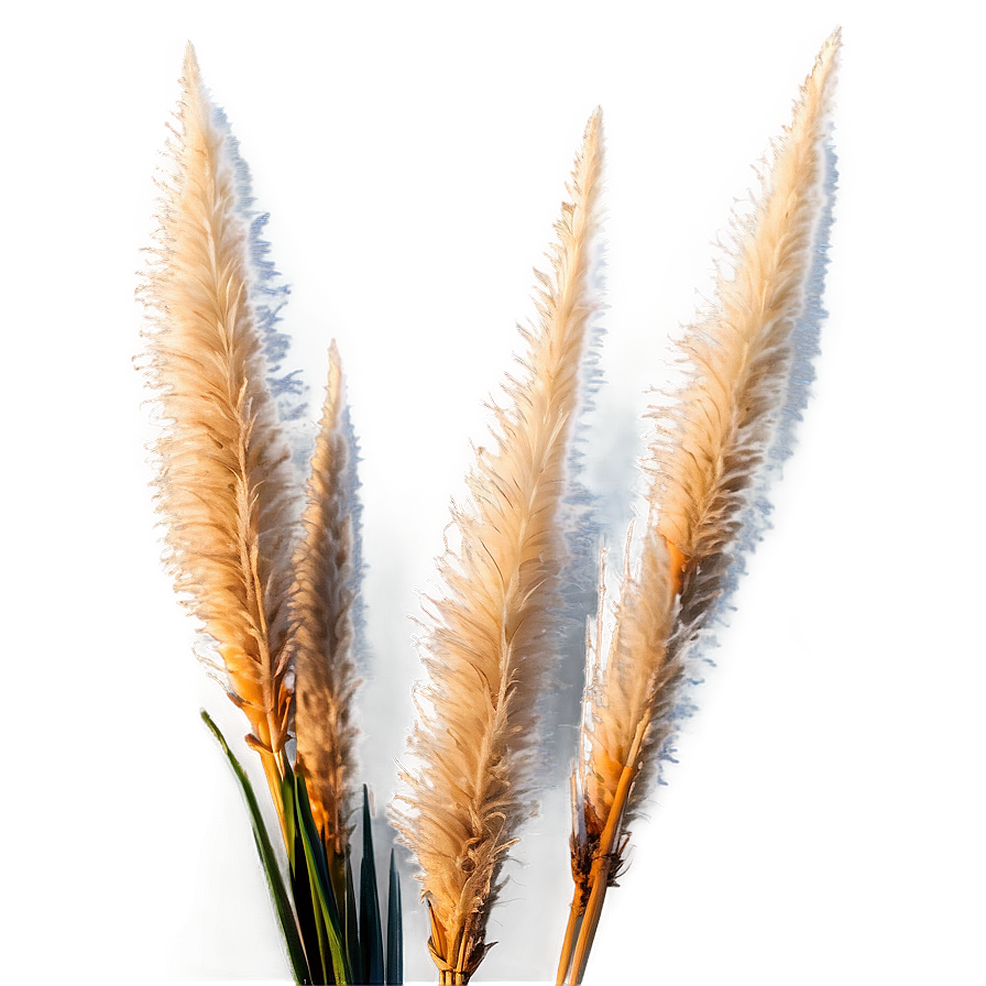 Pampas Grass Sunset Png Ppt41 PNG Image