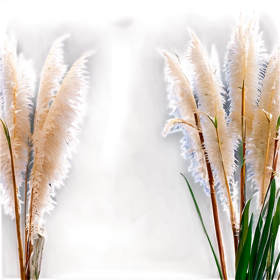 Pampas Grass With Dew Png 06122024 PNG Image