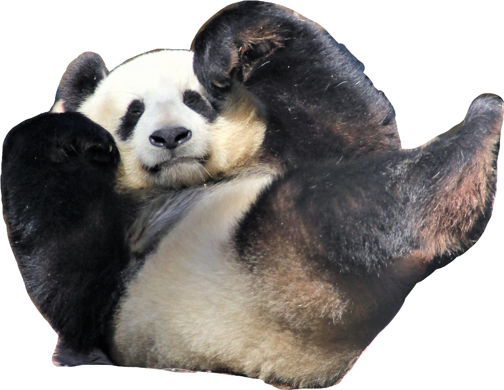 Panda Waving Hello.png PNG Image