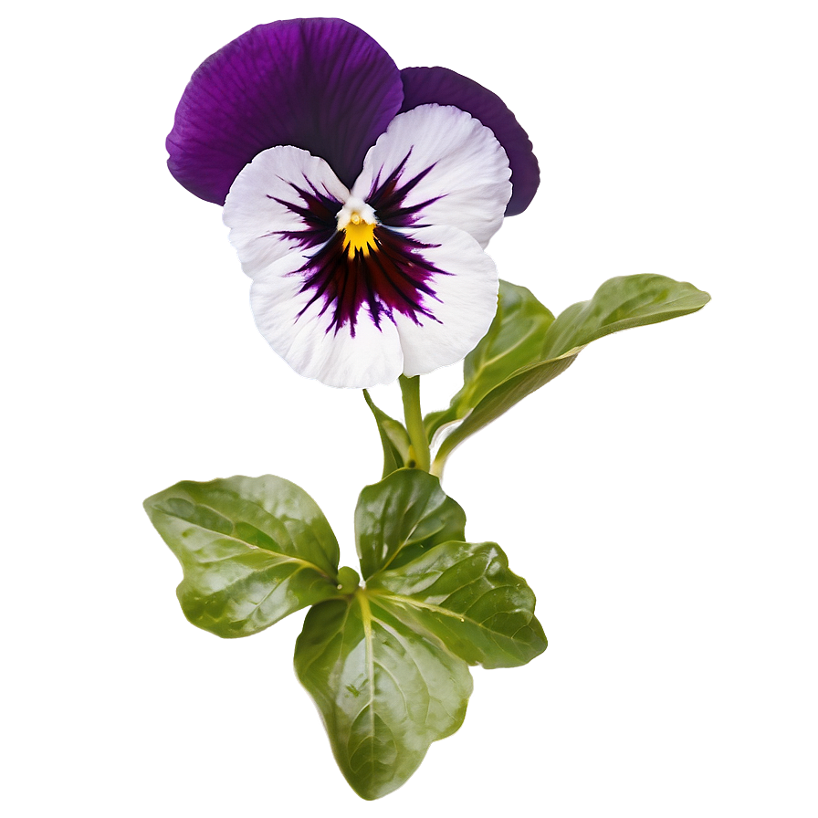 Pansy C PNG Image