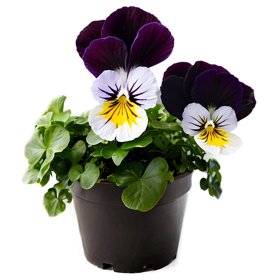 Pansy Flower Bush Png Mjg PNG Image