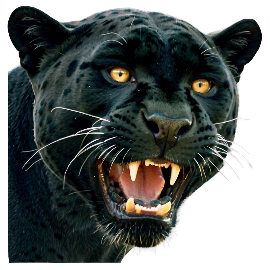 Panther Face Close-up Png Jli PNG Image