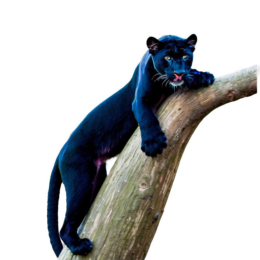 Panthers Family Wildlife Png Ubk98 PNG Image