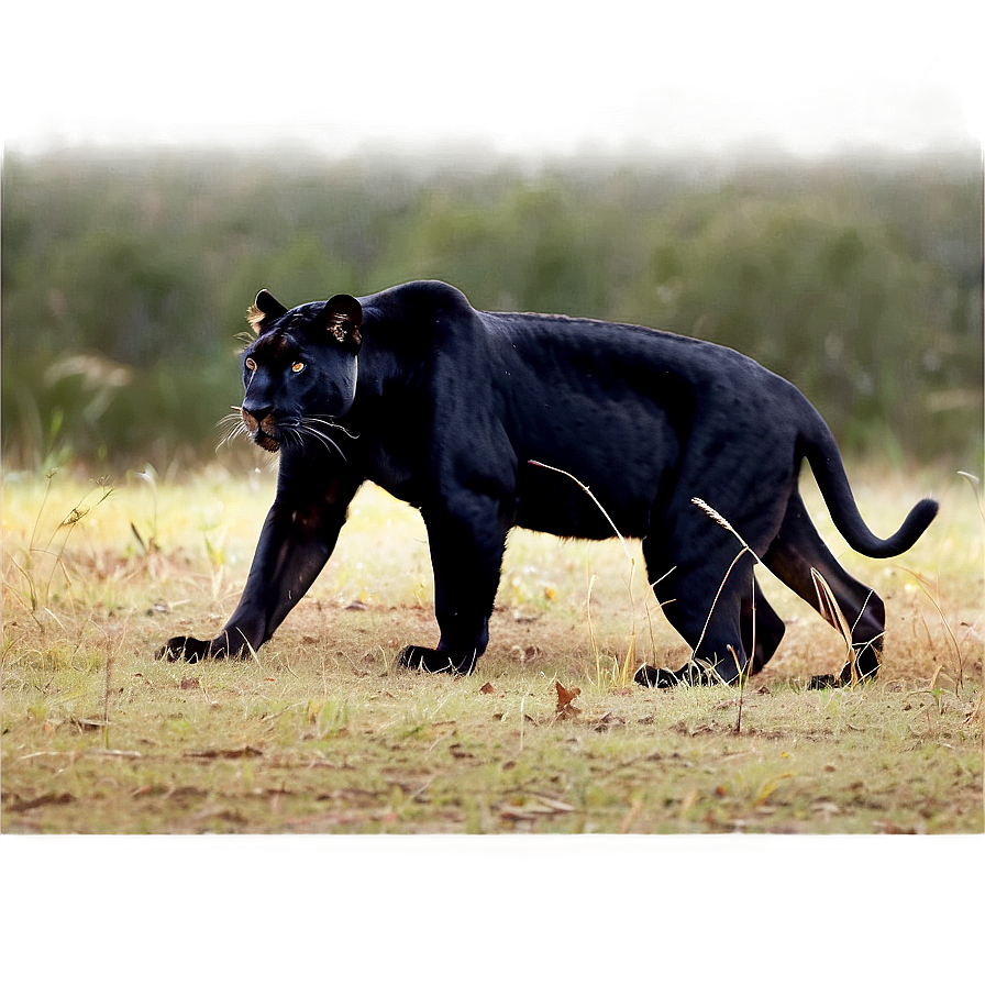 Panthers Stalking Prey Png Jop PNG Image