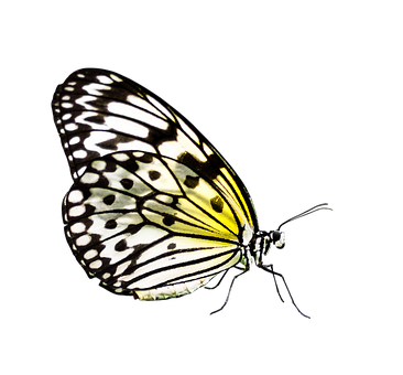 Paper Kite Butterfly Black Background PNG Image