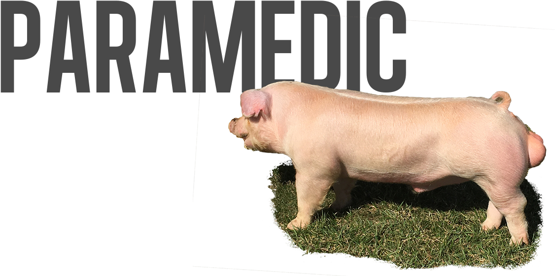 Paramedic Pig Graphic PNG Image