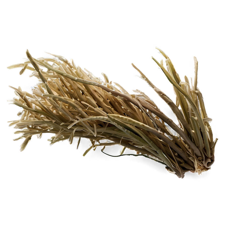 Parched Grass Png Rqv PNG Image