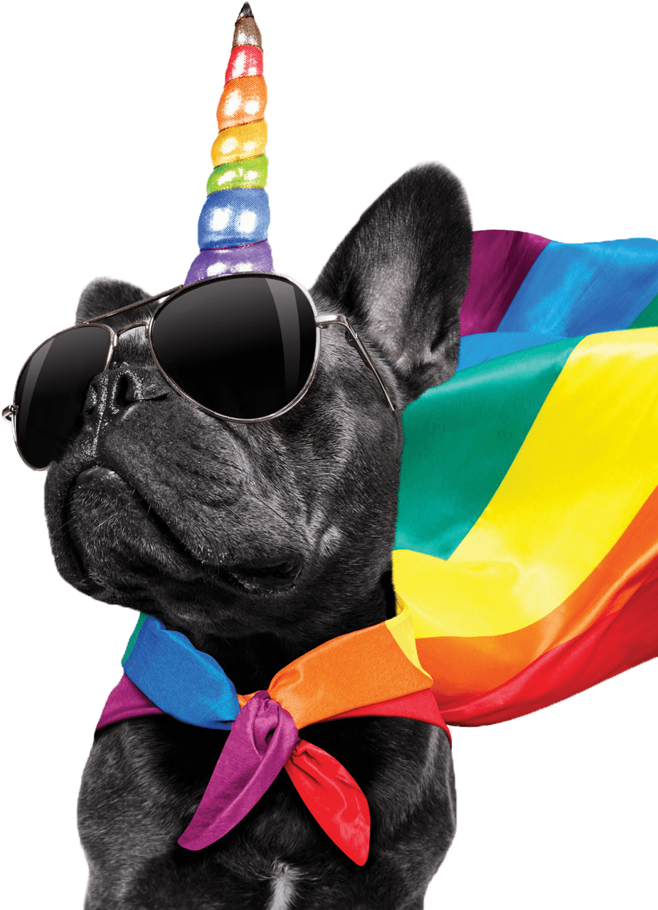 Party French Bulldog Rainbow Hat Sunglasses PNG Image