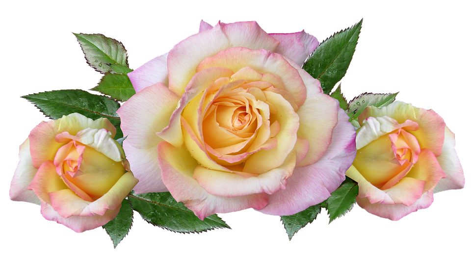 Pastel Yellow Pink Roses Transparent Background PNG Image