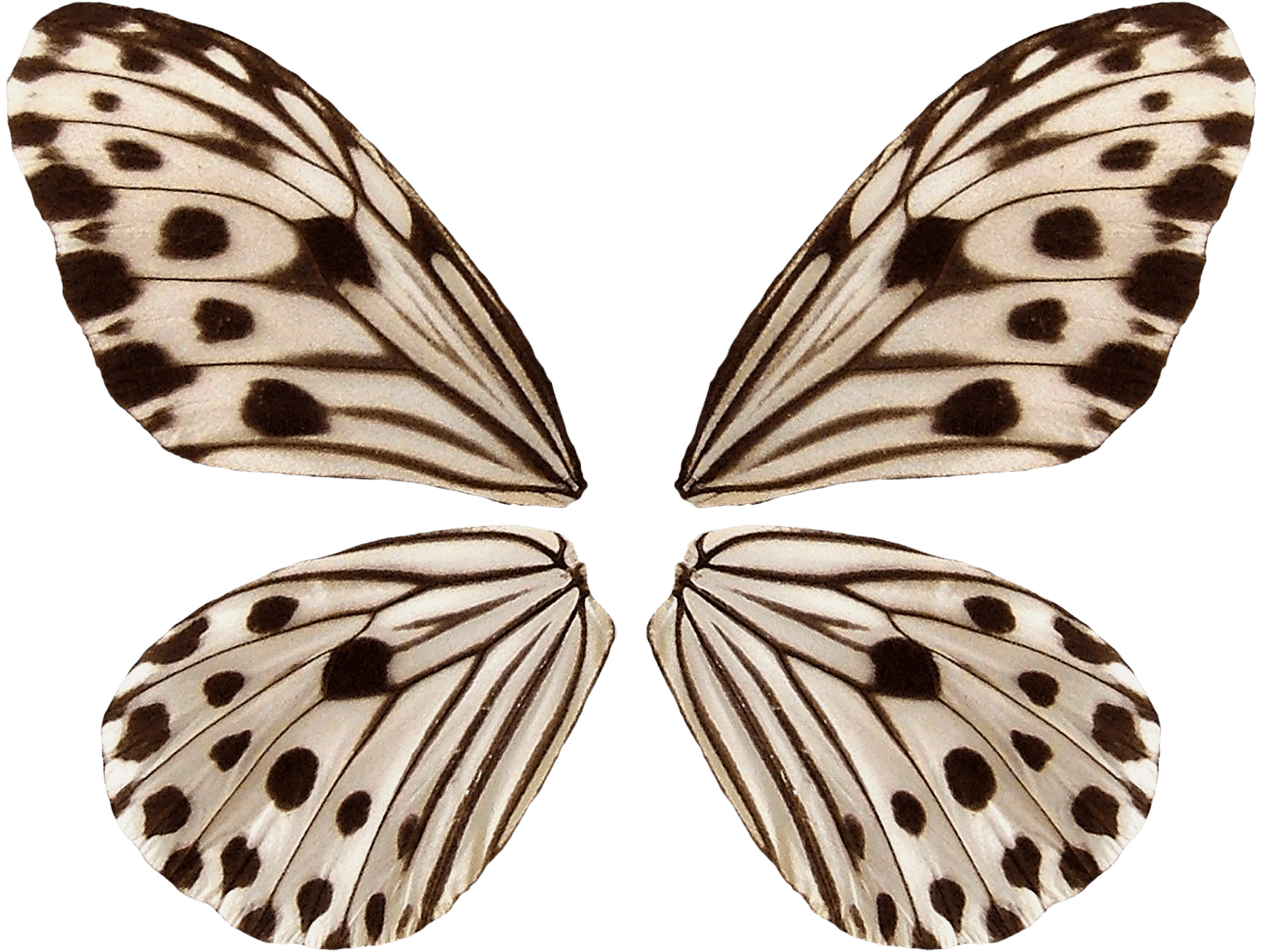 Patterned Butterfly Wings Symmetry PNG Image