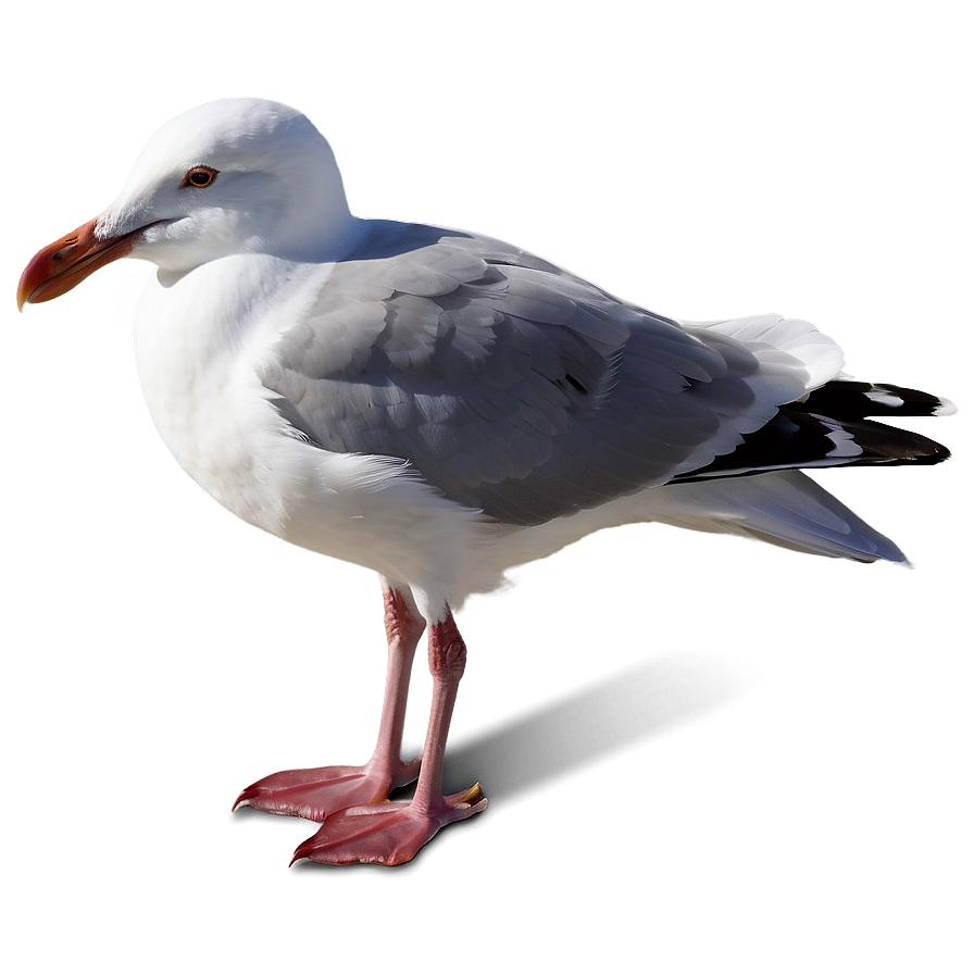 Peaceful Seagull Png 05242024 PNG Image