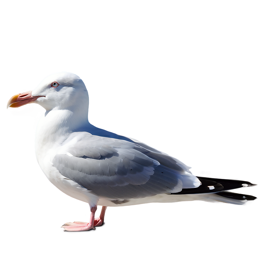 Peaceful Seagull Png Ief PNG Image