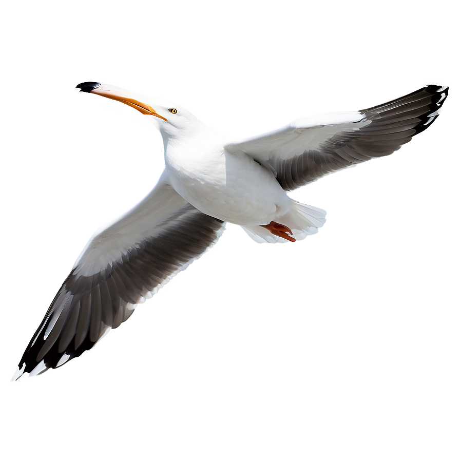 Peaceful Seagull Png Rxv PNG Image