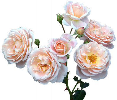 Peach Blush Roses Black Background PNG Image