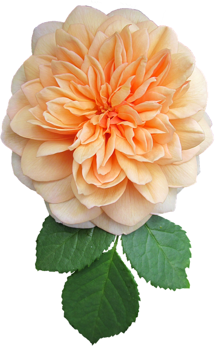 Peach Dahlia Bloom PNG Image