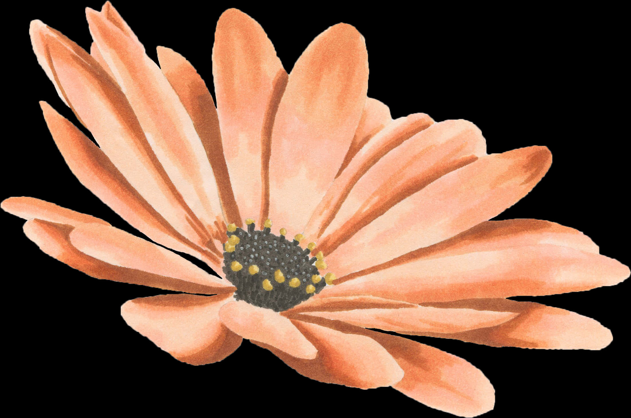 Peach Daisy Illustration PNG Image