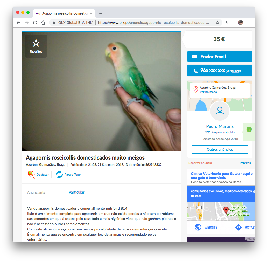 Peach Faced Budgie On Hand.jpg PNG Image