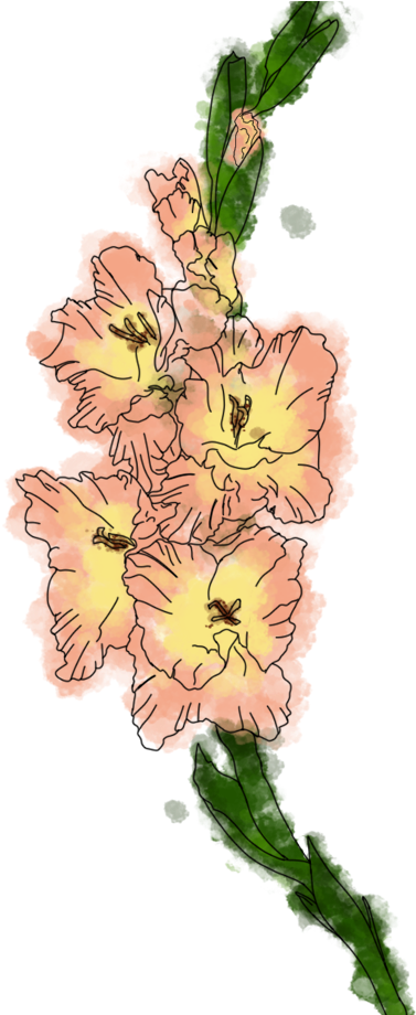 Peach Gladiolus Sketch Artwork PNG Image