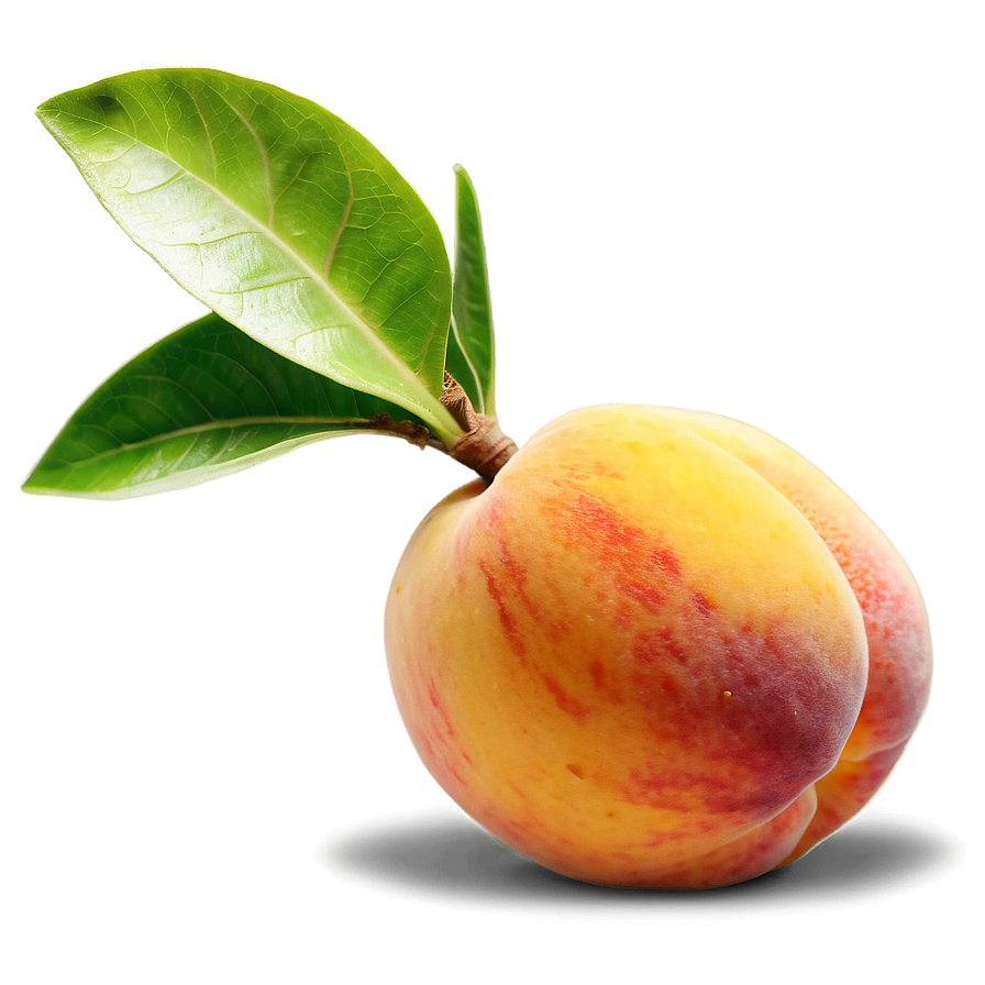 Peach Kernel Seed Png 86 PNG Image